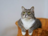 Ce bijuterii sa ii iei iubitei care adora pisicile Ce bijuterii sa ii iei iubitei care adora pisicile