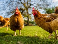 De ce gainile isi mananca ouale