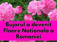 Bujorul a devenit Floare Nationala a Romaniei